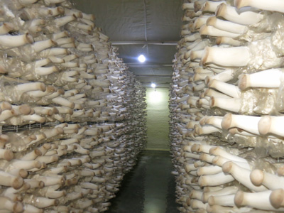 中延菌菇业杏鲍菇出菇车间